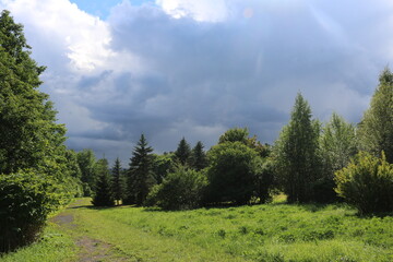 trees in the forest