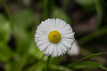 Fototapeta premium flower, nature, spring