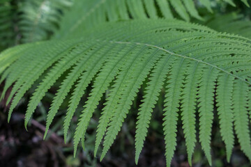 flower, spring, nature