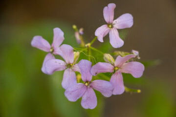 flower, spring, nature
