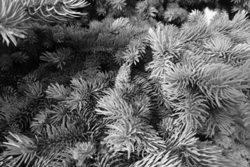 Monochrome blue spruce
