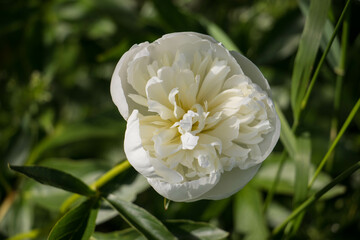 flower, spring, nature