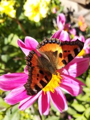 butterfly on flower