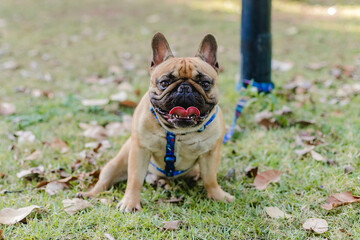 Fototapeta premium dog