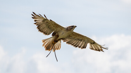 red tailed hawk