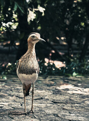 seagull on the zoo