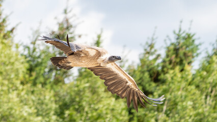vulture in flight