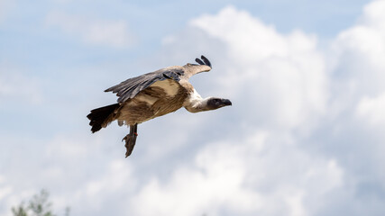 vulture in flight