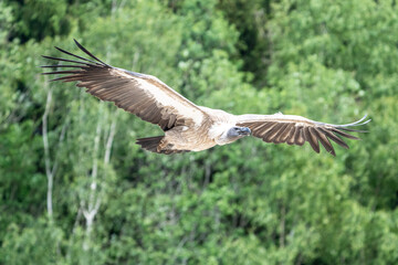 vulture in flight