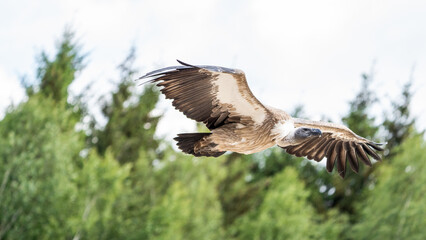 vulture in flight