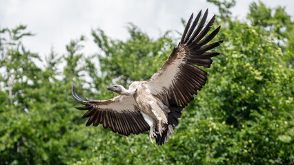 vulture in flight. Wild animals
