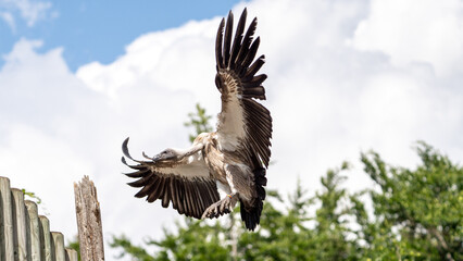 vulture in flight. Wild animals