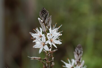 Branched asphodel, Asphodelus ramosus