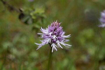  Italian orchid, Orchis italica