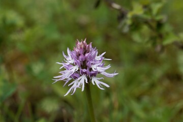  Italian orchid, Orchis italica