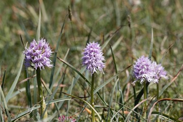  Italian orchid, Orchis italica