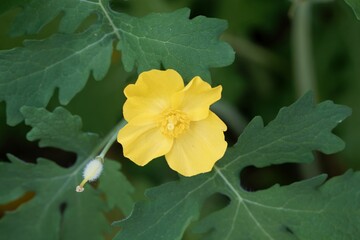 Celandine poppy, Stylophorum diphyllum