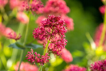 pink flowers in the garden