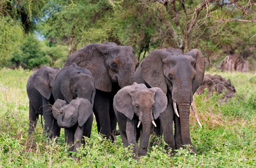 Elephant family in Tarangire National Park © Dordo