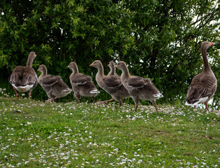 Greylag Goose family.