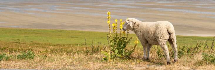 Fototapeta premium Young cute lamb standing next to some flowers