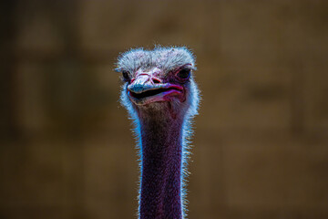 portrait of an ostrich close up