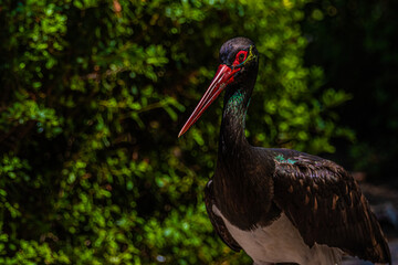 black stork ciconia close up
