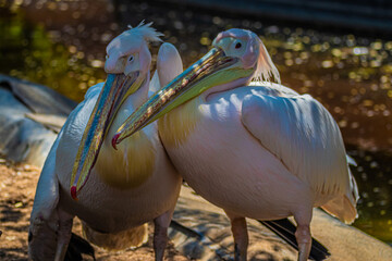 two pelicans portrait close up