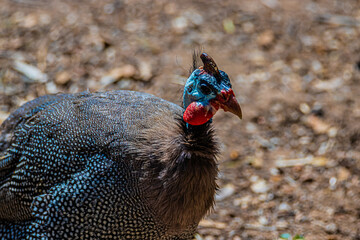 guinea fowl portrait close up