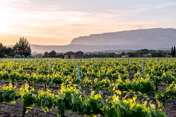 Les vignobles en Provence, au printemps coucher de soleil. Montagne Sainte-Victoire en arrière plan. - 508852427