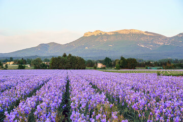 Champ d'iris en Provence. Coucher de soleil. - 508852428
