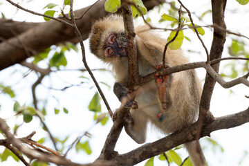 Vervet Monkey Baby in Tarangire National Park