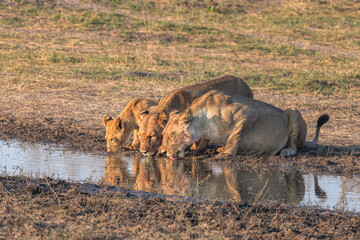 The pride at the water hole