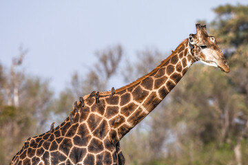 giraffe with birds