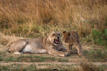 Fototapeta na wymiar Angry lioness