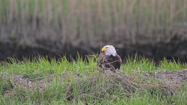 Bald eagle sanding, looking around, walking, flattering and flicking wings on the reedy green grass along the river bank.4k footage.