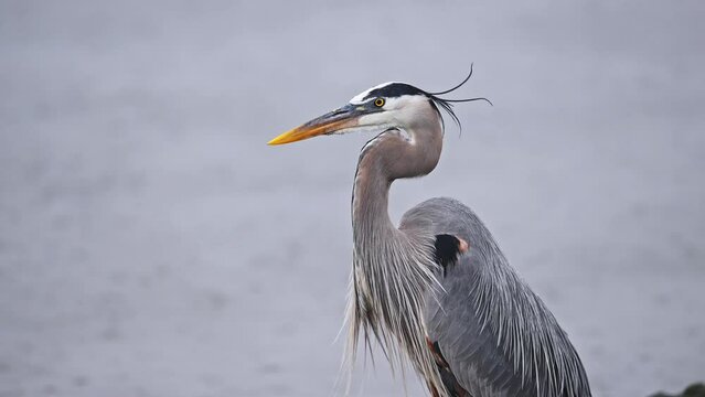 Great Blue Heron perching on the river bank, craning the neck with body being held very still, scanning for its prey and blowing feathers on windy and rainy day.Ardea herodias.Action wildlife scene.
