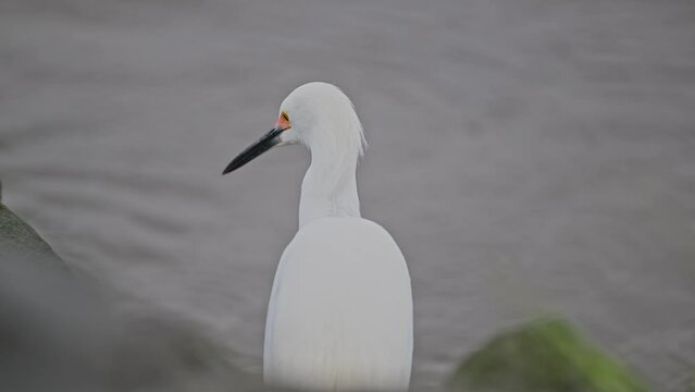 
Snowy Egret is hunting a fish using one of the fishing techniques that standing still, then swaying head to locate and track bluegill fish, catching the prey ,gobbling it and drinking a sip of water.
