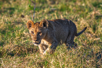 Fototapeta na wymiar lion cub on the prowl