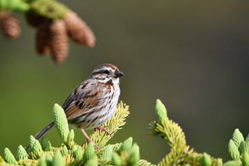 Song Sparrow perched in a pine tree
