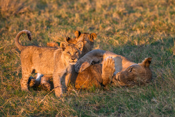 lioness hugging cub