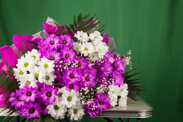 Background of pink daisy flowers, a sign of spring