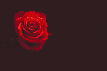 Rose rot Hintergrund in schwarz Platz für Text
