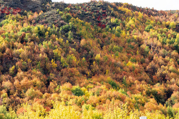 Fototapeta premium Colorful autumn foliage covered hillside