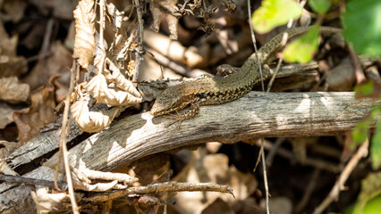 The alpine newt (Ichthyosaura alpestris) lizard on a tree in some leafs. Lizard on a tree. 