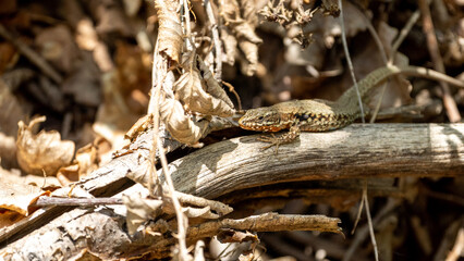 The alpine newt (Ichthyosaura alpestris) lizard on a tree in some leafs. Lizard on a tree. 