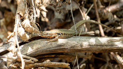 The alpine newt (Ichthyosaura alpestris) lizard on a tree in some leafs. Lizard on a tree. 