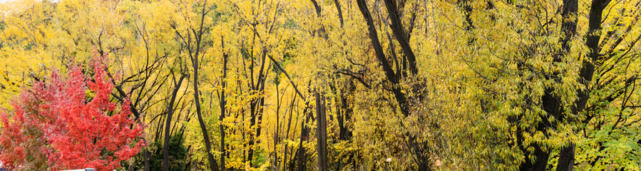 Autumn colours in Arrowtown banner shape.