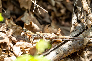 The alpine newt (Ichthyosaura alpestris) lizard on a tree in some leafs. Lizard on a tree. 