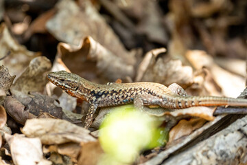 The alpine newt (Ichthyosaura alpestris) lizard on a tree in some leafs. Lizard on a tree. 